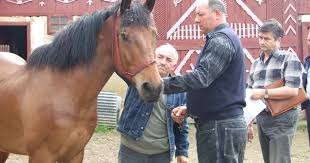 Focare de Anemie Infecțioasă Ecvină în județ