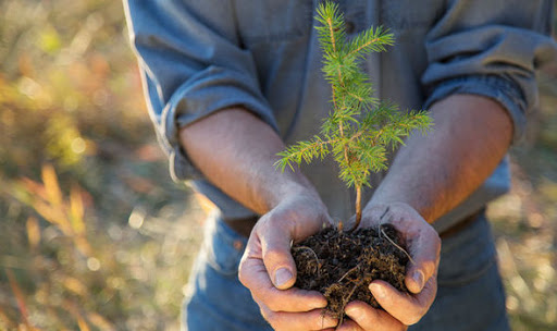 Peste 11.000 de puieți de plop negru vor fi plantați în județul Satu Mare