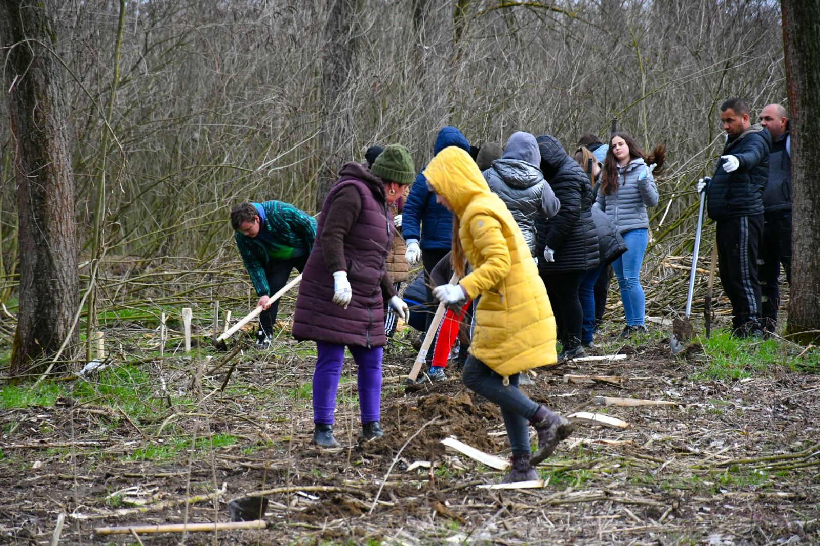 Peste 11.000 de copaci au fost plantați în județul Satu Mare