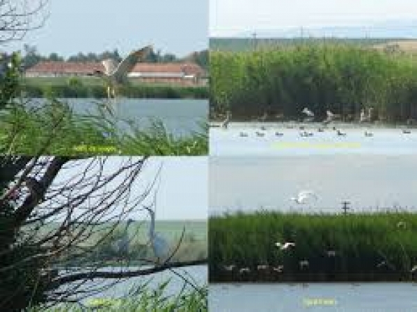 Din frumusețile județului - Rezervațiile naturale de la Moftinu Mic și Sanislău, biodiversitate la superlativ