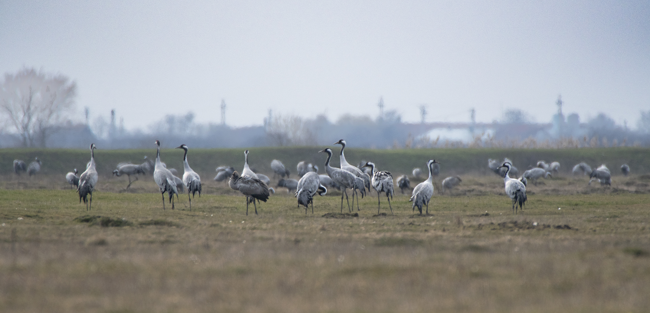 Lebedele au poposit întreaga primăvara pe heleșteele din județ