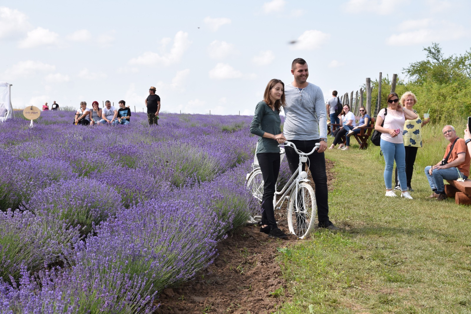 LavandaLand de ZECE la Ardud Vii