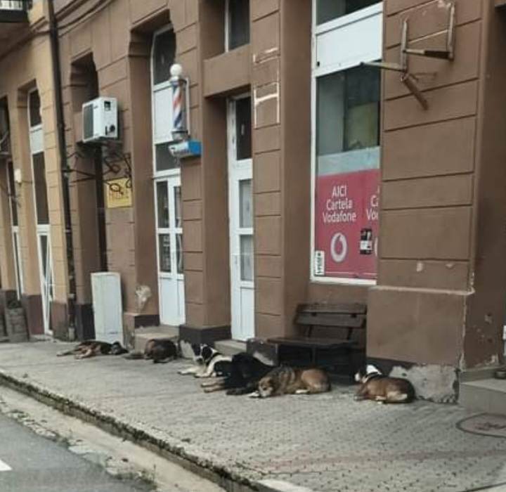 Terorizați de câinii  vagabonzi