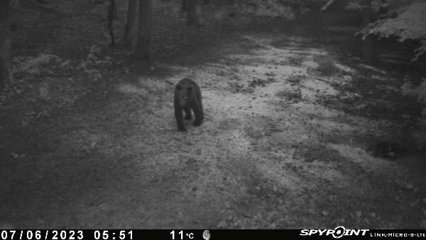 Județul Satu Mare, INVADAT  de  URȘI. Unde au fost FILMAȚI