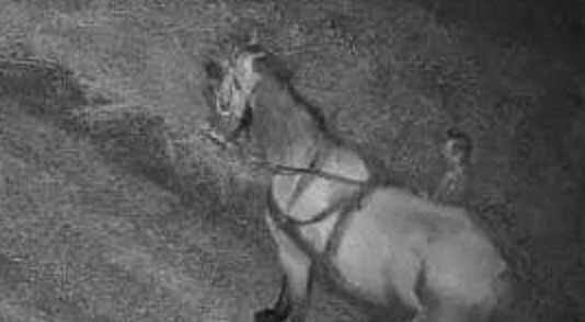 FOTO. Individ căutat în tot județul. Se oferă RECOMPENSĂ!!!