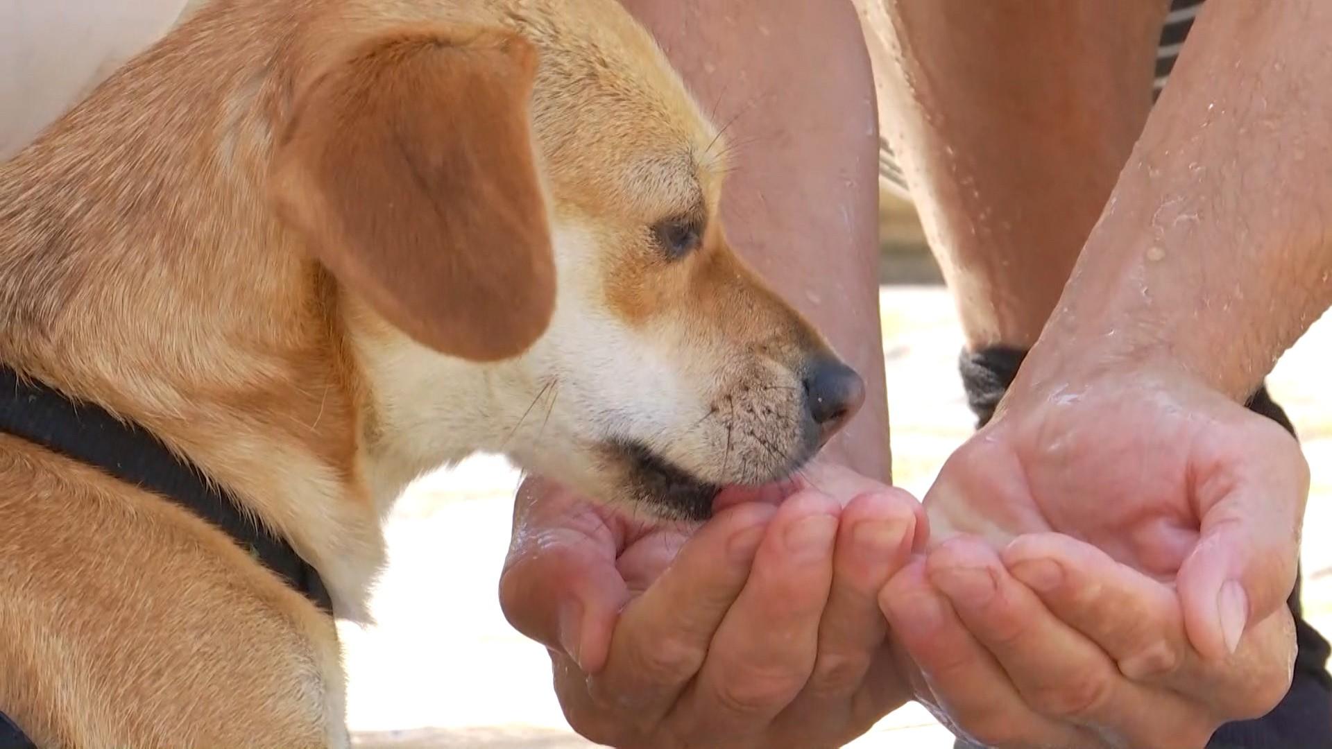 ATENȚIONARE DIN PARTEA DSVSA SATU MARE, PENTRU DIMINUAREA EFECTELOR NEGATIVE ALE CANICULEI