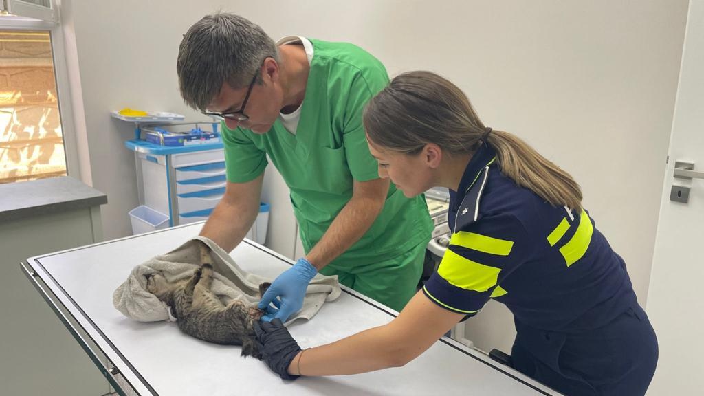 Pisică rănită, salvată de către polițiștii din cadrul Biroului pentru Protecția Animalelor