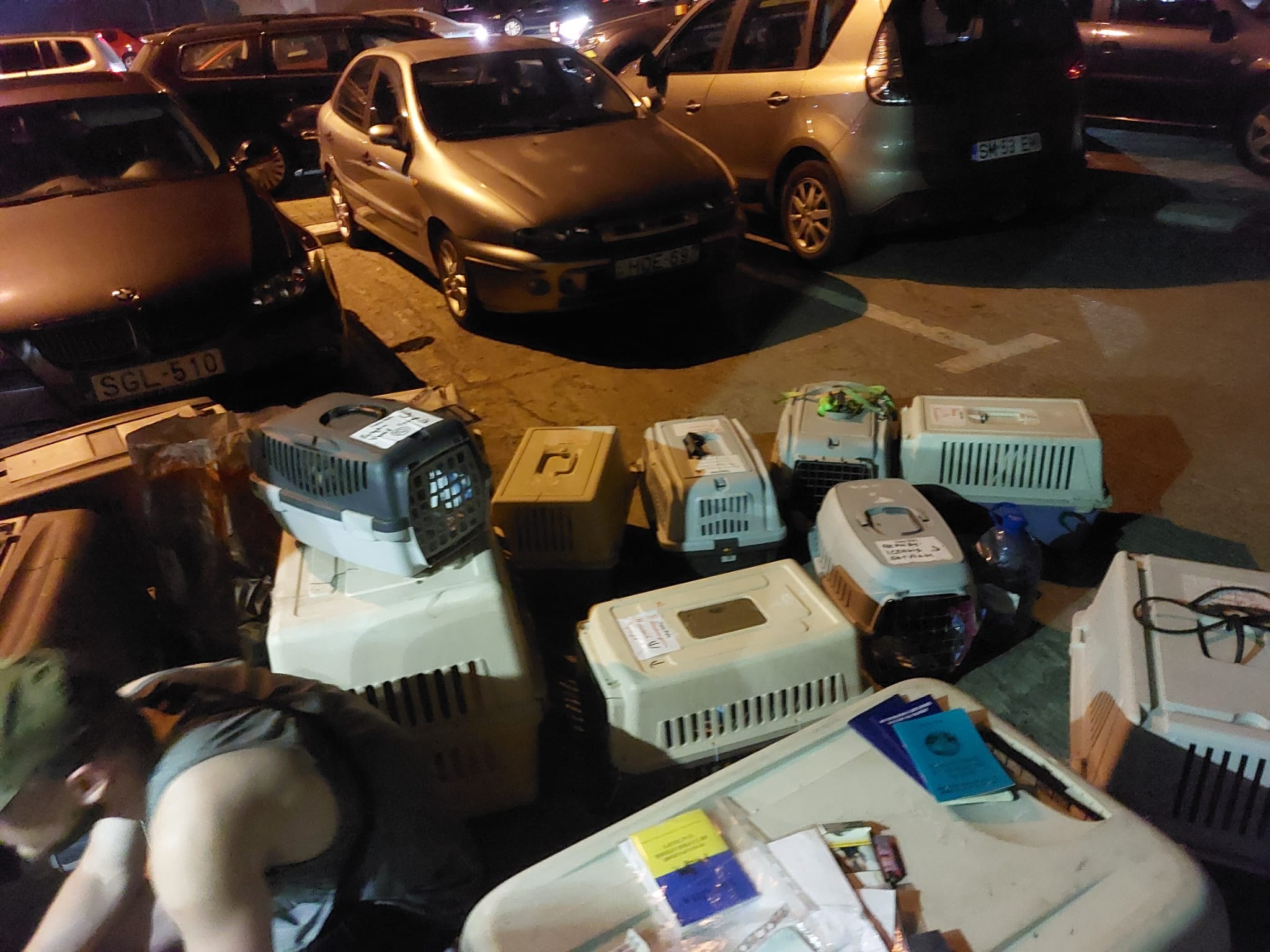 Doi bărbați, care transportau mai multe animale, prinși de polițiști la vamă