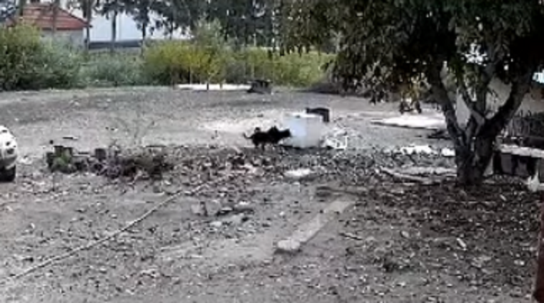 Câinii pericol public  de la Sătmărel