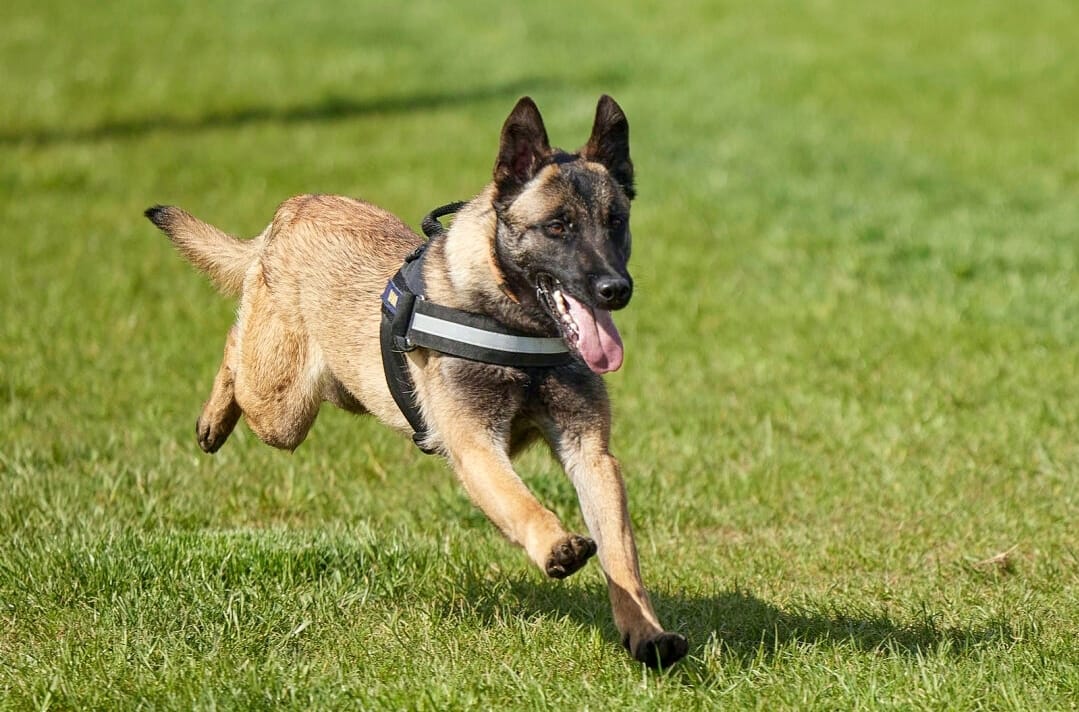 Peste un kilogram de canabis, descoperit de câinele Athos, de la Halmeu