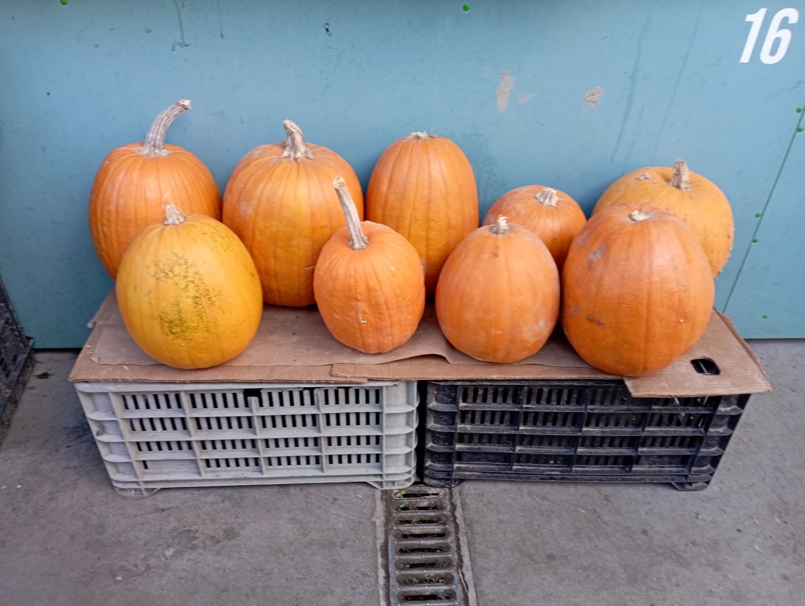 Dovleacu , Haloween-u și  pomenirea morților