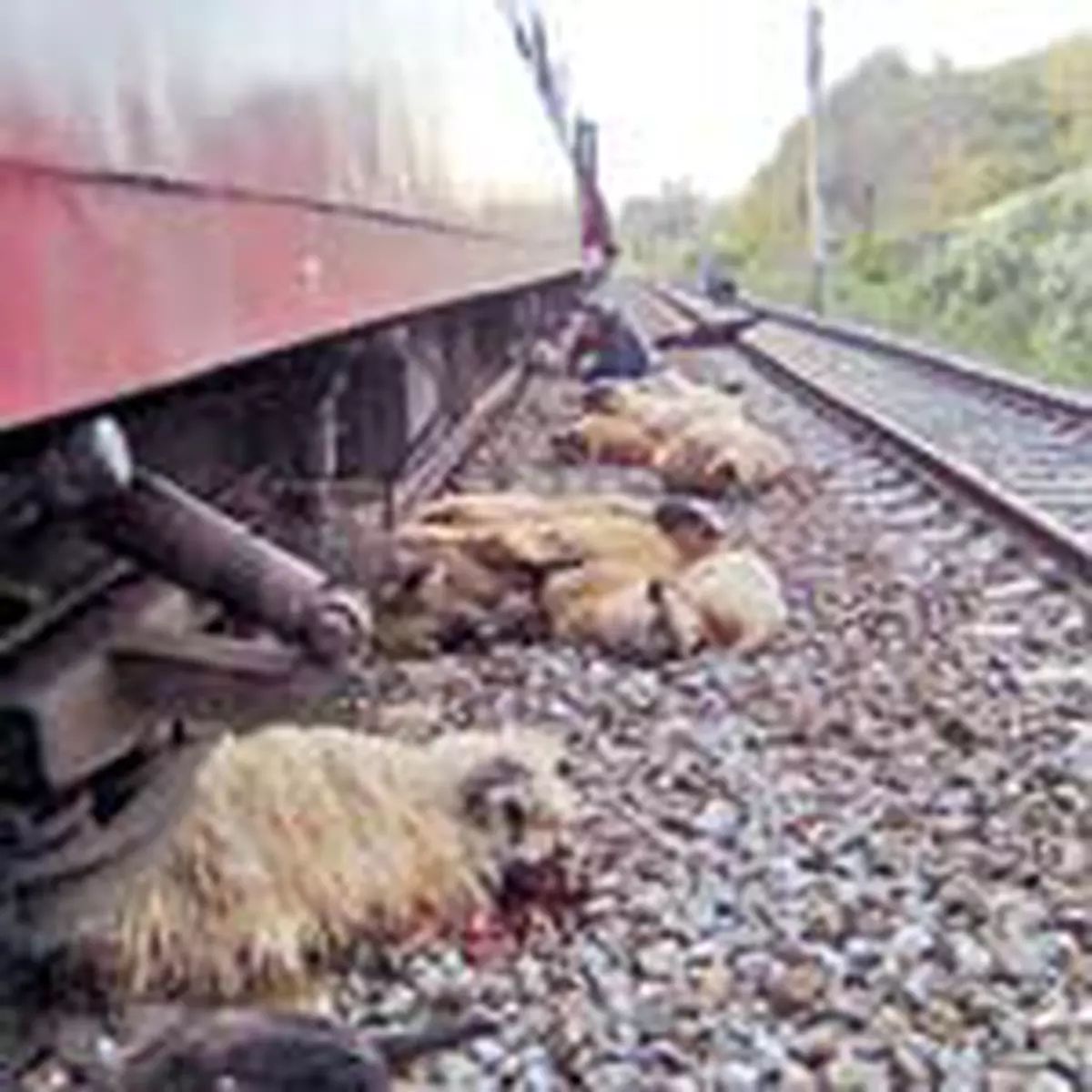 Turmă de oi spulberată  de un tren la Halmeu