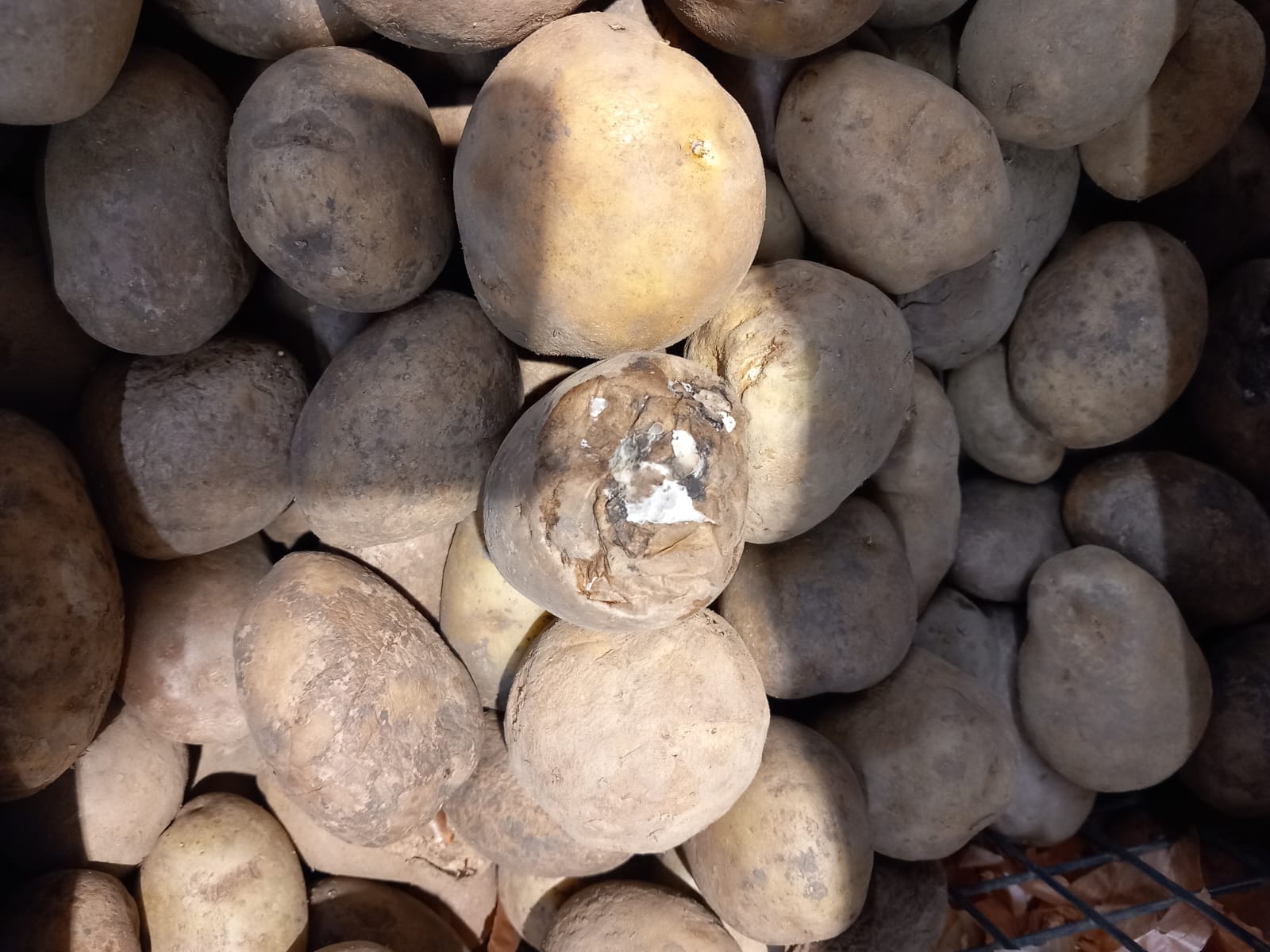 FOTO-VIDEO. Nereguli la mgazinele Peny și Auchan