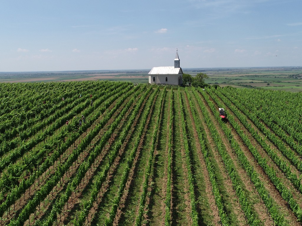 Viticultura din zona Beltiugului se bucură de un trecut multisecular. Pivniţele săpate aici sunt unicate în România