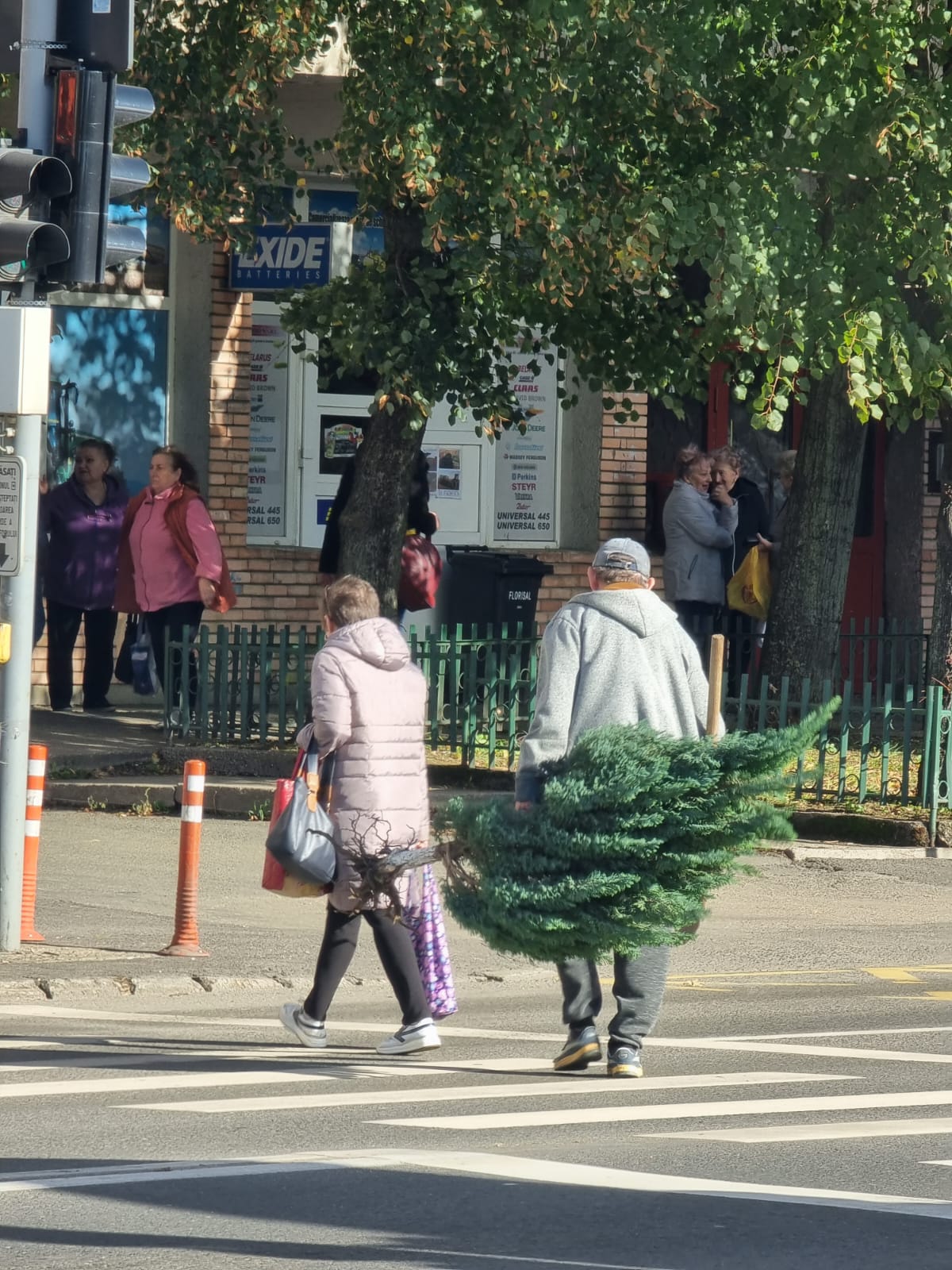 O Brad Frumos, O Brad Frumos