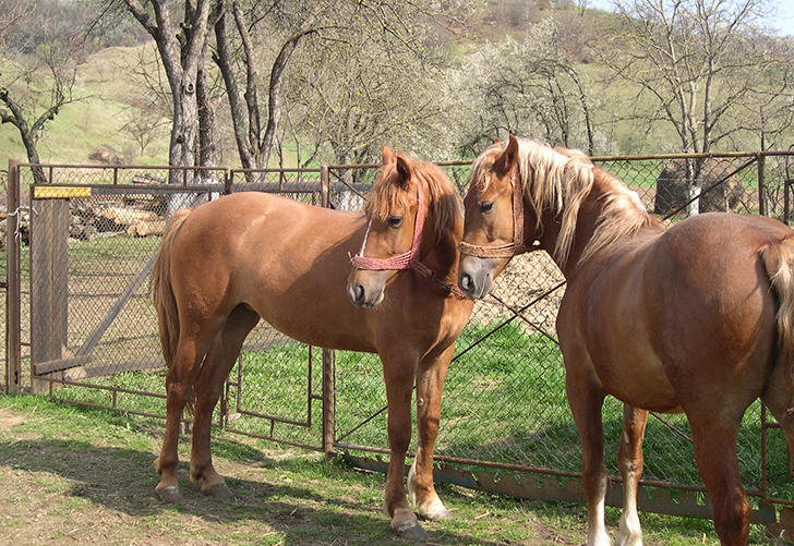 Poliția a recuperat cabalina furată în Tireac: Doi suspecți identificați pentru furt calificat