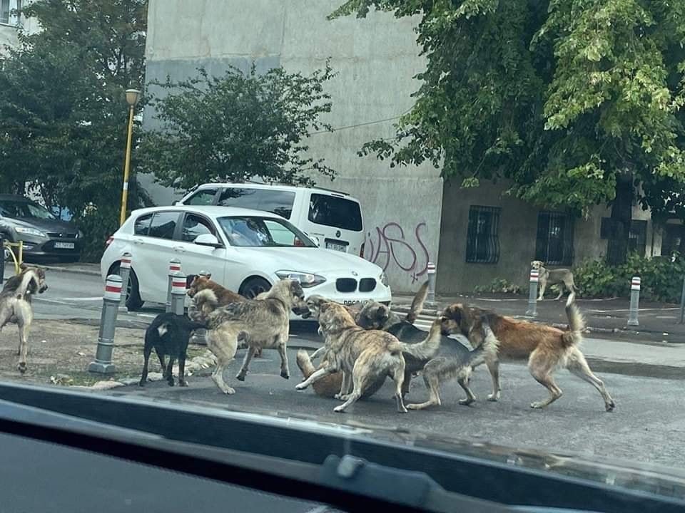 Atenție la câinii  din Solidarității