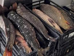 Bărbat, cercetat de polițiști pentru comiterea infracțiunii de furt calificat