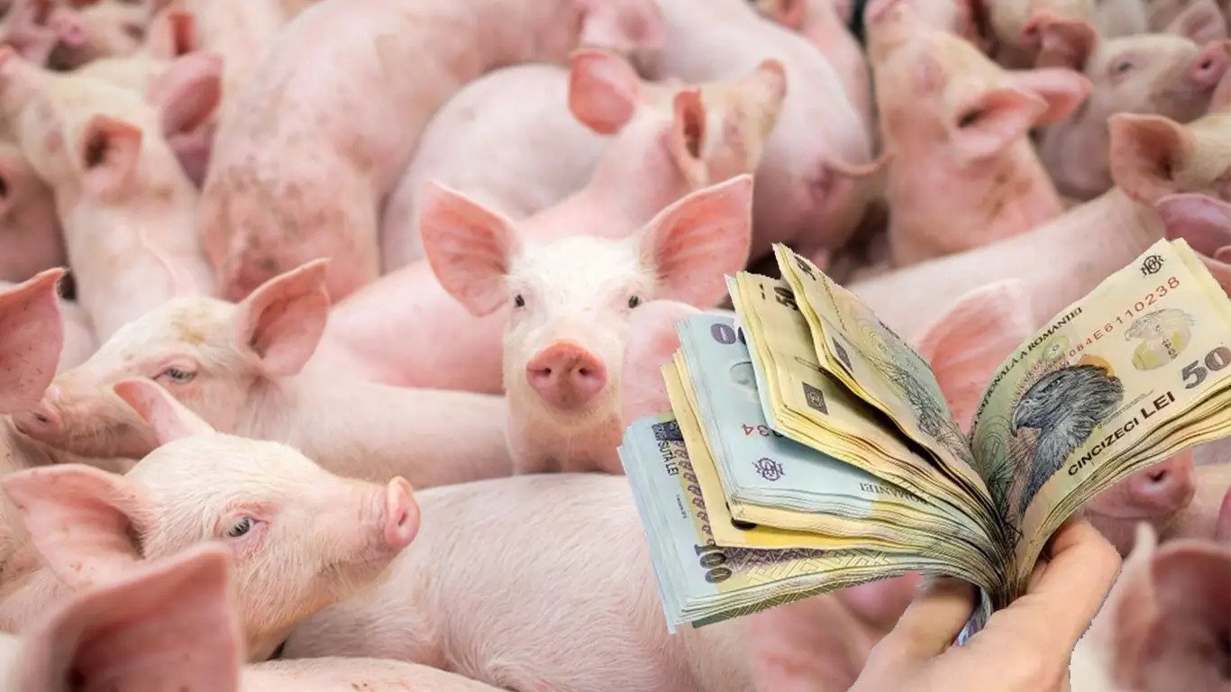 Inedit. Vouchere pentru cumpărarea porcului de Crăciun!