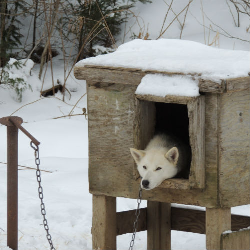 În atenția administrațiilor  locale. În atenția deținătorilor de animale