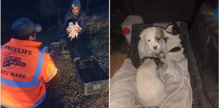 Cine e om, și cine e câine?