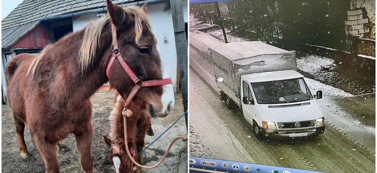 Cai furați cu duba în județul Satu Mare