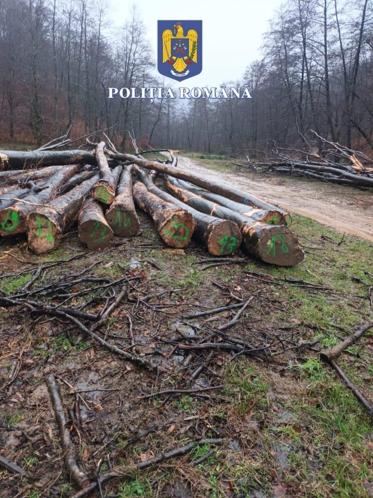 FOTO. Se fură lemne ca în codru în Țara Oașului!!!