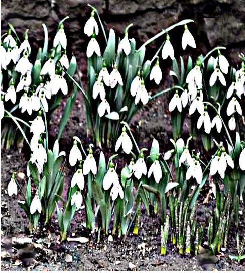 Cu un braț de ghiocei