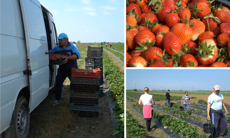 ALERTĂ!!! Producătorii de căpșuni din județ, puși în pericol de coada de Tir-uri de la Halmeu