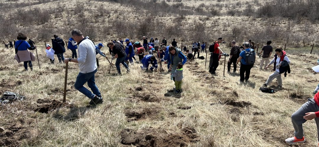 DEER a plantat o pădure - Pădurea DEER!