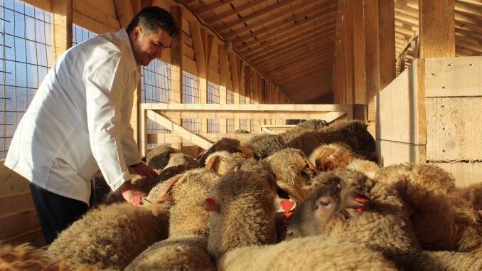 Medicii veterinari din cadrul DSVSA au efectuat un număr de 81 de controale