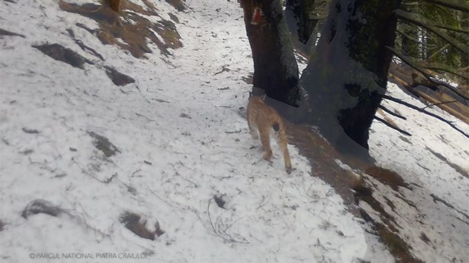 Evaluarea de primăvară 2024 a carnivorelor mari – programarea acțiunilor de monitorizare și estimare a efectivelor