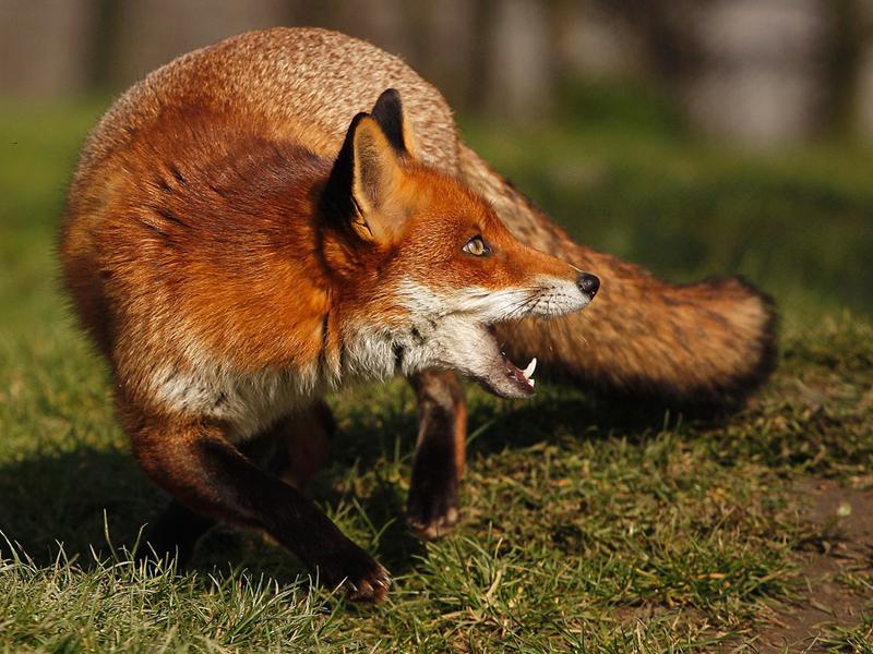 O vulpe ucisă , după ce a atacat și mușcat, doi câini dintr-o gospodărie din localitatea Porumbești