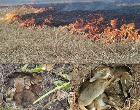 Nu arde iarba uscată! Primii iepuri încă dorm!