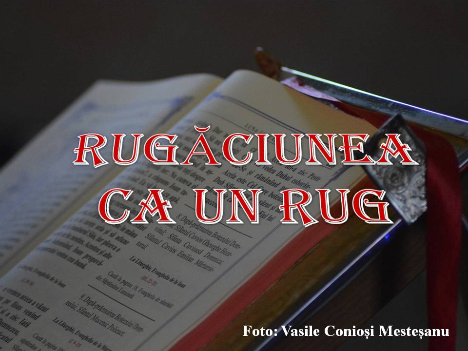 VERTICALI PENTRU ROMÂNIA: Colivia cu fluturi