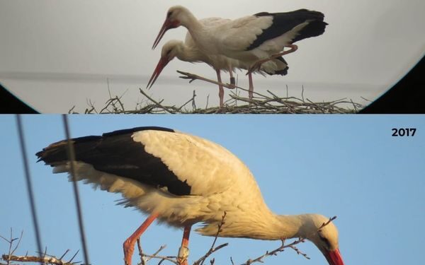 Cea mai bătrână barză din România a venit pe lume  la Satu Mare