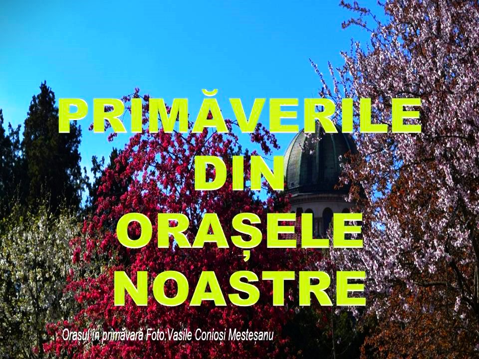 VERTICALI PENTRU ROMÂNIA: COLIVIA CU FLUTURI