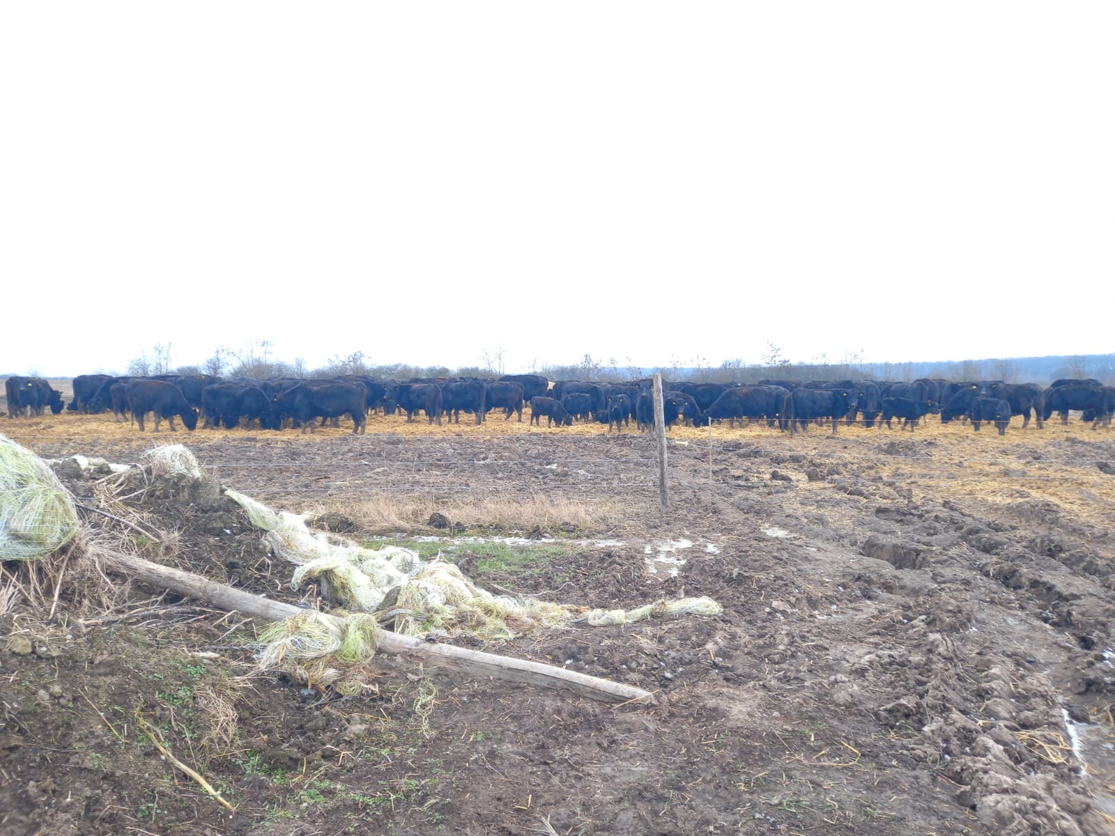 Să curgă amenzile!