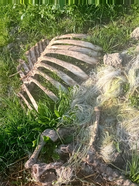 Să vă zicem cum stă treaba. Feli, Cristi și Romică terorizează  lumea-n Baba!