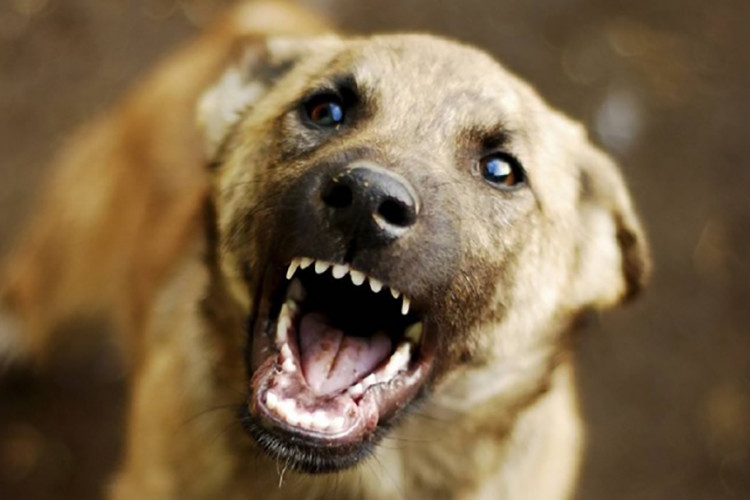 Medicii veterinari au diagnosticat un caz de Rabie la un câine în localitatea Apa