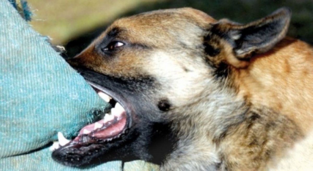 Alertă de Rabie la Satu Mare: Măsuri stricte și controale permanente în zona Dabolț