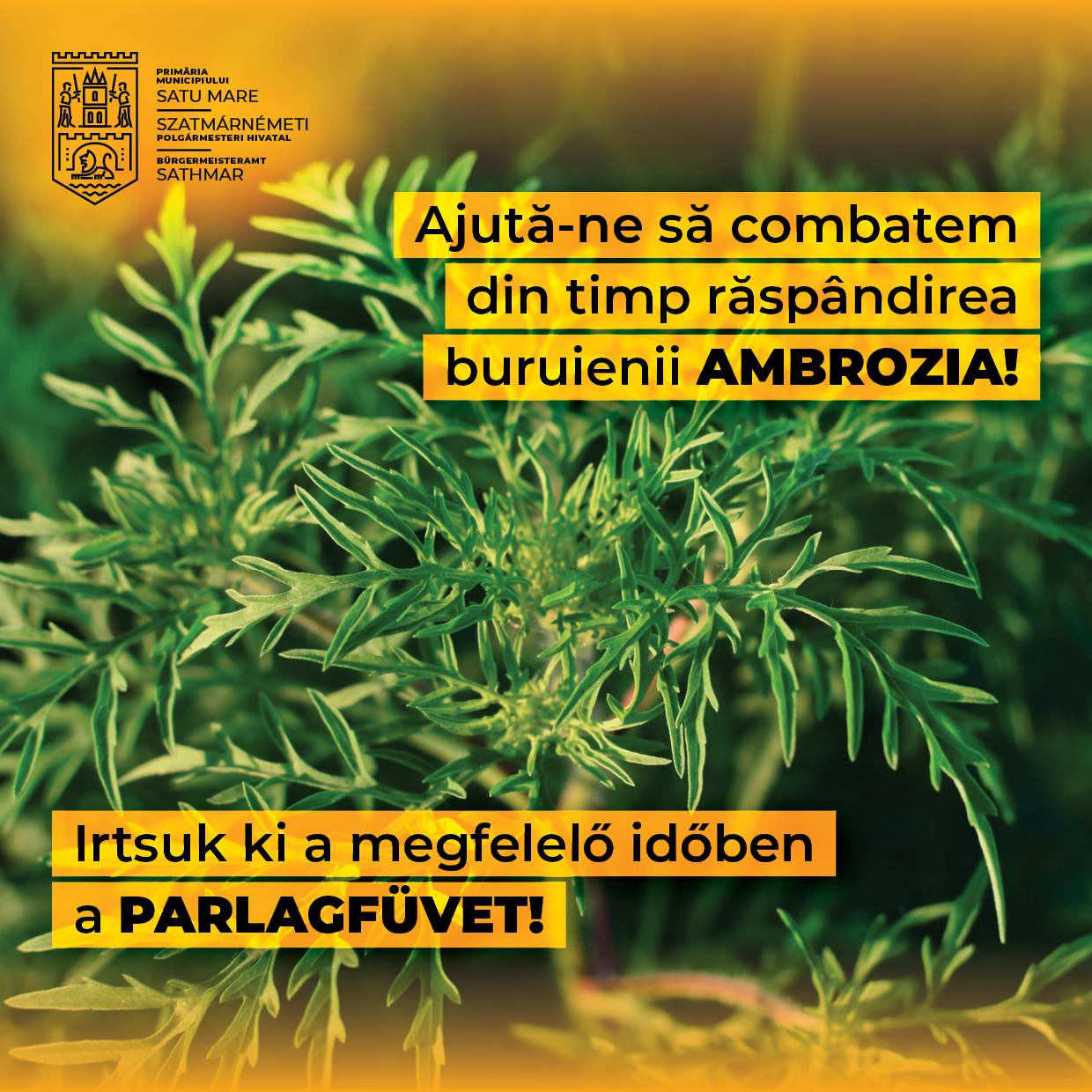 A început campania de combatere a ambroziei