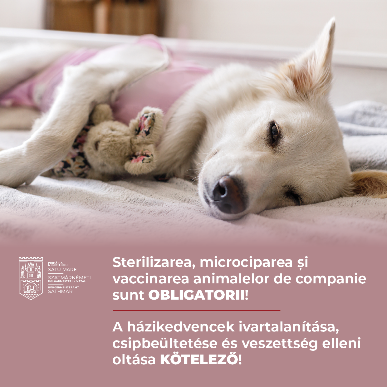 Primăria Satu Mare demarează campania de sterilizare a câinilor cu stăpân care aparțin rasei comune sau a metișilor acestora