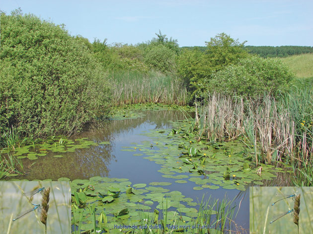 Cele mai frumoase rezervații naturale din județul Satu Mare