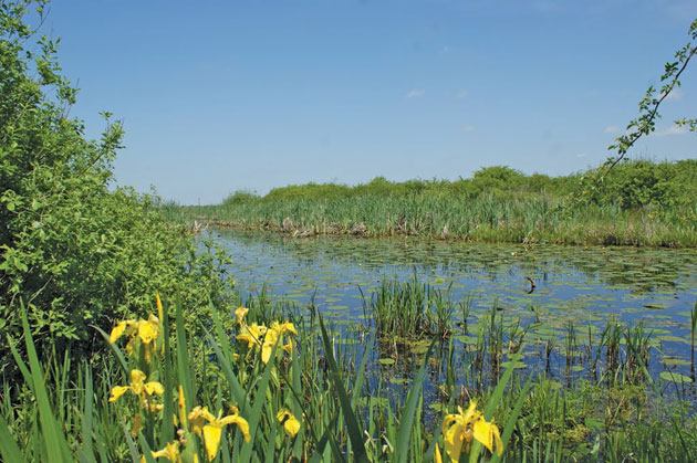 Rezervația naturală a râului Tur, un adevărat eden al plantelor și animalelor