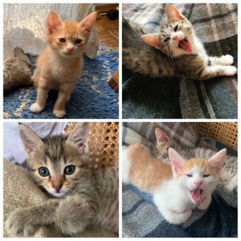 Niște iresponsabili