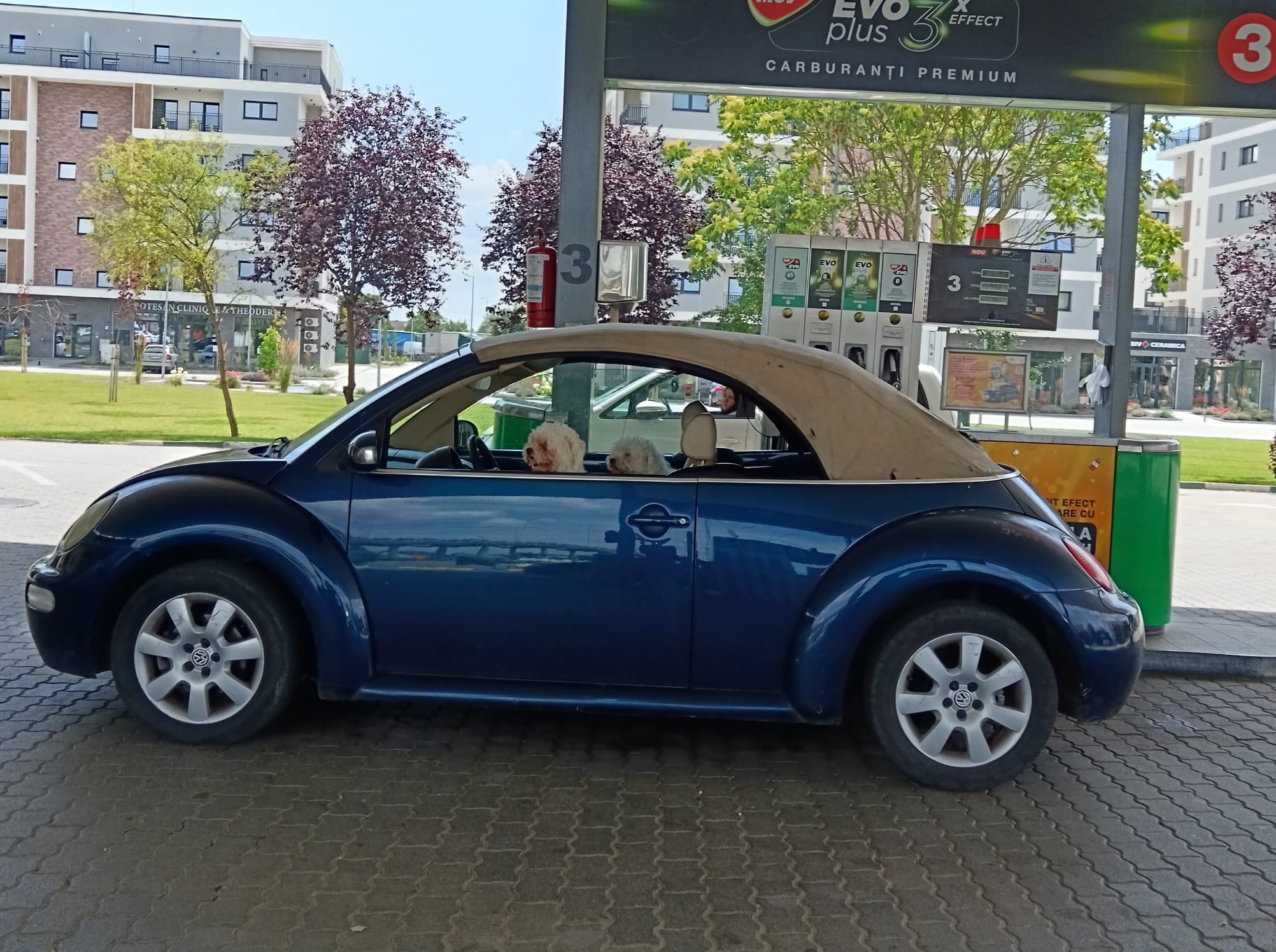 Cu broscuța și doi bichoni, la pompă!