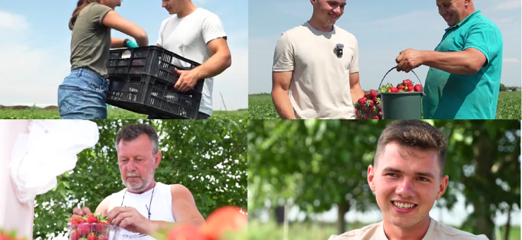 POVESTE DE SUCCES. Căpșuni 100% bio, produși de o familie cu 16 copii din Oaș