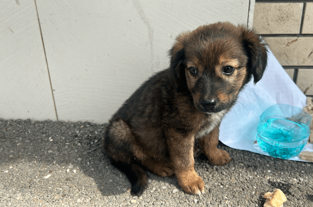 Amendă în valoare de 3.000 de lei aplicată unui sătmărean fără inimă