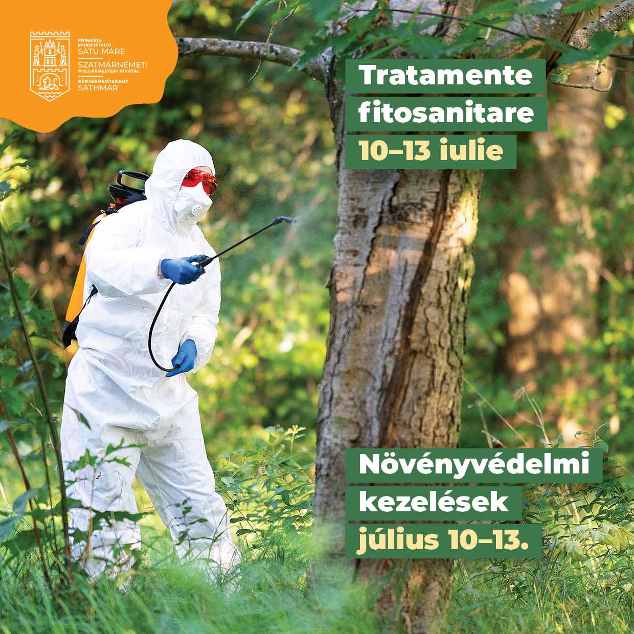 Continuă seria tratamentelor fitosanitare la arborii de pe domeniul public, la Satu Mare